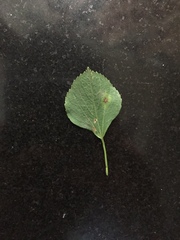 Pseudocercospora acalyphae