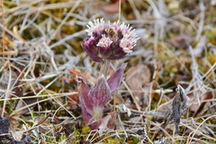Petasites frigidus