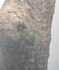 Tanygnathus sumatranus
