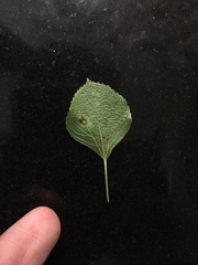 Pseudocercospora acalyphae