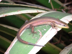 Trachylepis maculilabris