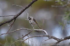 Purnella albifrons