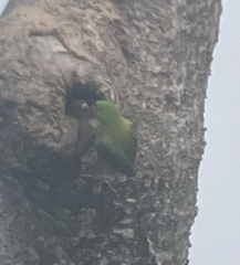 Tanygnathus sumatranus
