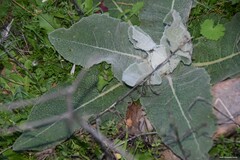Verbascum pulverulentum