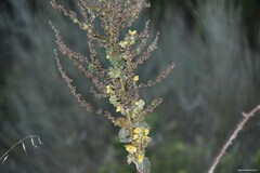 Verbascum pulverulentum