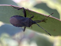 Amorbini