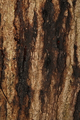 Enterobacteriaceae
