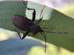 Amorbini