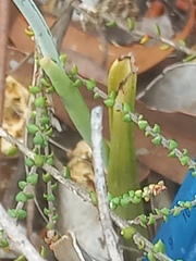 Thelymitra