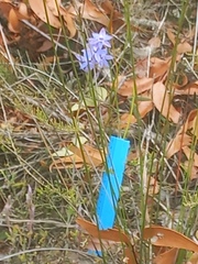 Thelymitra