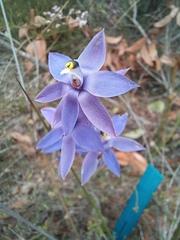 Thelymitra
