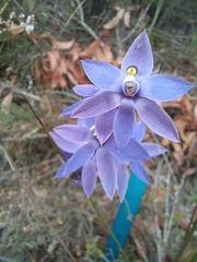 Thelymitra