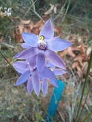 Thelymitra