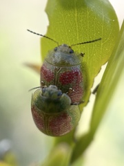 Paropsisterna fastidiosa