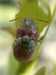 Paropsisterna fastidiosa