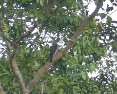 Accipiter soloensis