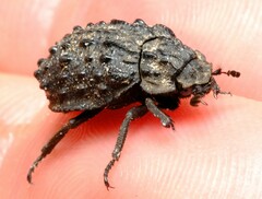 Trogidae