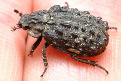 Trogidae