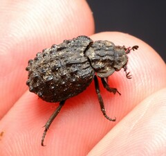 Trogidae
