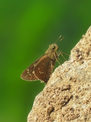 Pelopidas conjuncta