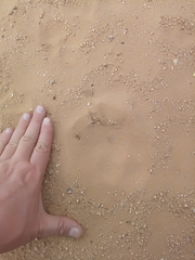 Camelus dromedarius