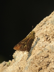 Pelopidas conjuncta