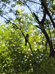 Dendrocitta formosae formosae