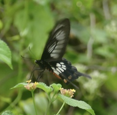 Pachliopta polyphontes