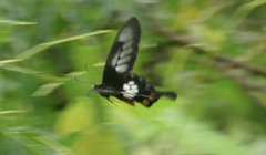 Pachliopta polyphontes