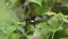 Pachliopta polyphontes