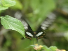 Pachliopta polyphontes