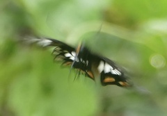 Pachliopta polyphontes