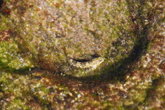 Lepidoblennius haplodactylus