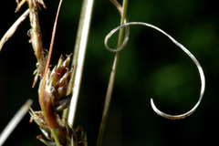 Carex litorosa
