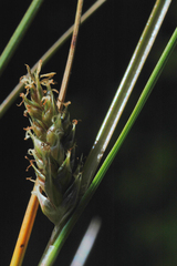 Carex litorosa