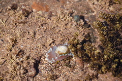 Hydatina physis