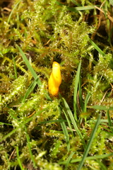 Clavulinopsis helvola