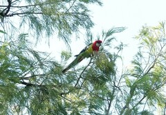 Platycercus eximius eximius