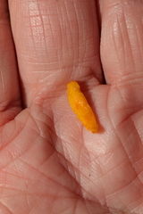 Clavulinopsis helvola