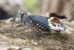 Penthicodes farinosus