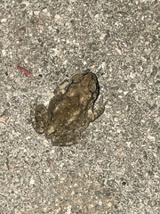 Duttaphrynus melanostictus