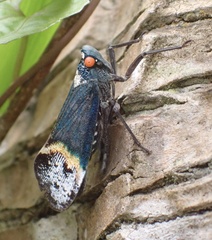 Penthicodes farinosus