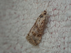 Cornifrons ulceratalis