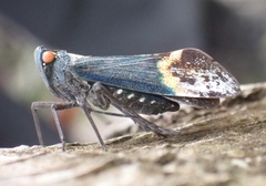 Penthicodes farinosus