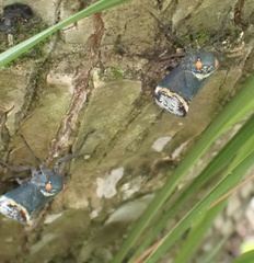 Penthicodes farinosus