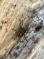 Artoriopsis
