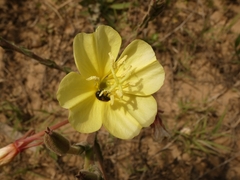 Oenothera affinis