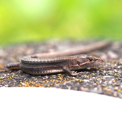 Takydromus tachydromoides