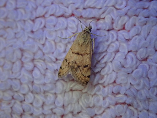 Aeschremon kabylalis