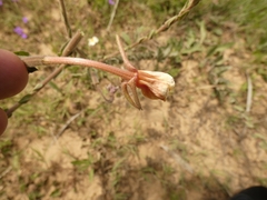 Oenothera affinis